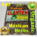 Llanten, lantén Mayor, Plantago major  : Plantein Herbal tea